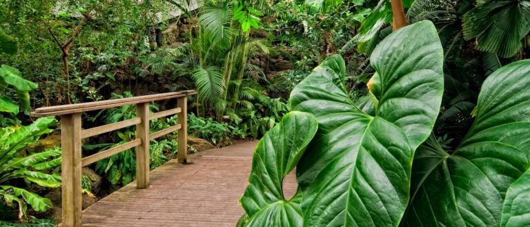 Préparer son jardin pour le printemps