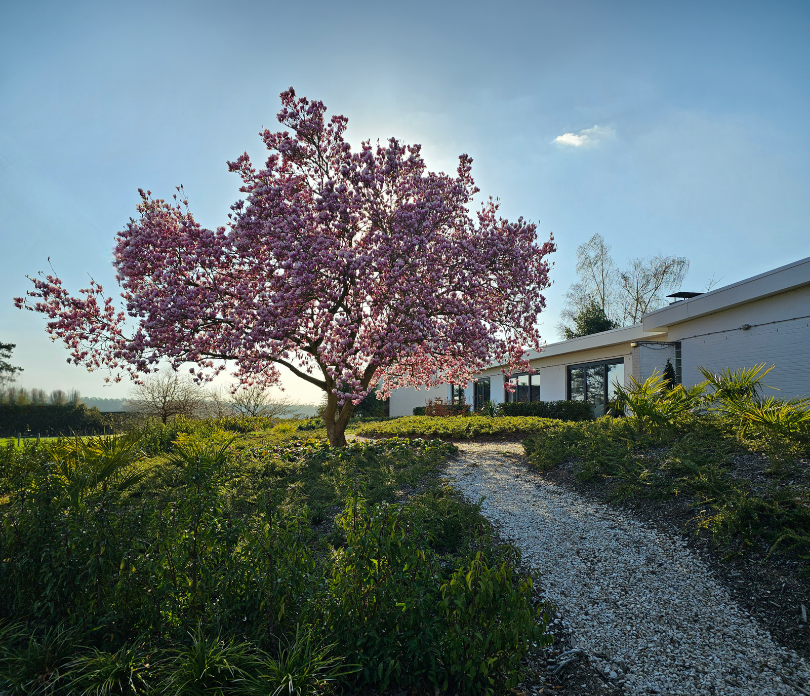 Aménagement paysager en Belgique avec magnolia en fleurs et jardin luxuriant