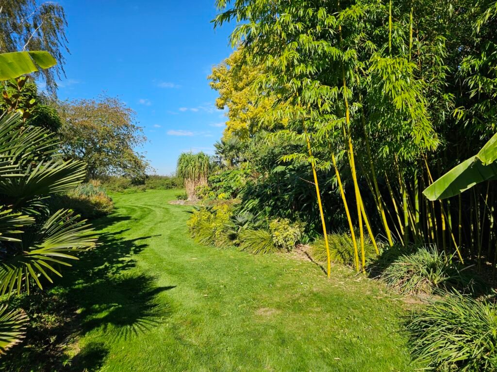 Bambous et bananiers rustiques Musa basjoo dans un jardin exotique
