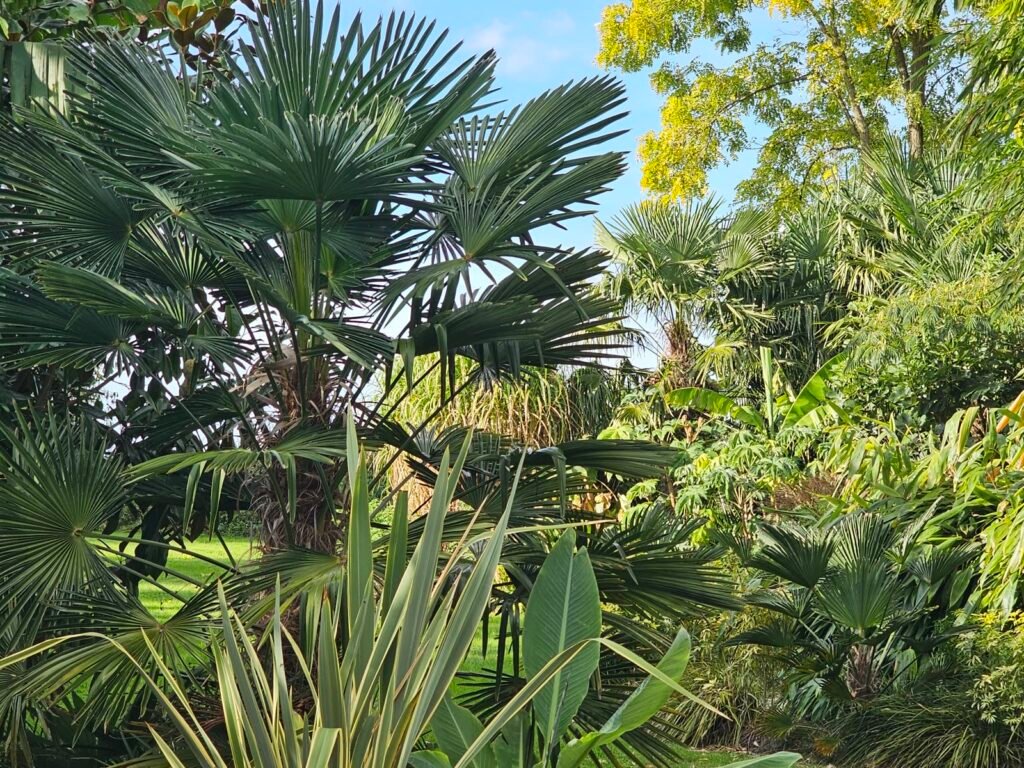 Jardin exotique avec palmiers rustiques Trachycarpus en Belgique