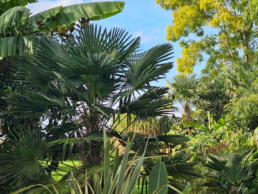 Palmiers Trachycarpus rustiques dans un jardin belge
