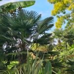 12 plantes pour créer un jardin exotique rustique en Belgique